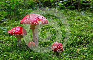 Fly-agaric in forest .