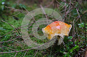 fly agaric in the forest floor