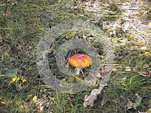 Fly agaric in a forest glade