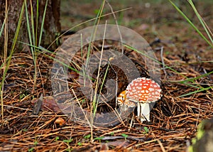 Fly agaric in the forest horizontal