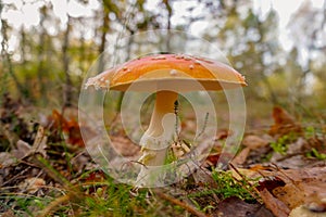Fly agaric in the foresta