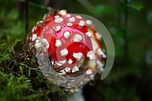 Fly agaric fungi (Amanita muscaria)