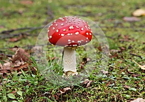 Fly Agaric Fungi amongst fallen leaves