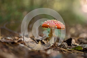 Fly Agaric Fungi in the forest