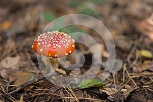 Fly Agaric Fungi in the forest