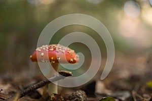 Fly Agaric Fungi in the forest