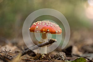 Fly Agaric Fungi in the forest