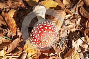 Fly Agaric Fungi in the sunshine