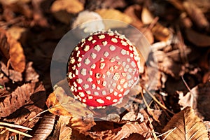 Fly Agaric Fungi in the sunshine