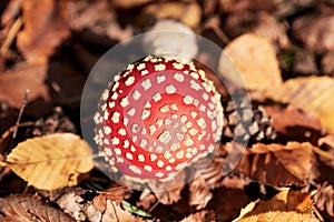 Fly Agaric Fungi in the sunshine