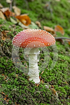 Fly agaric fungus Amanita muscaria mushroom growing in moss, in autumn