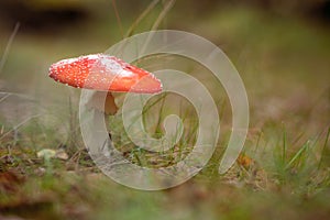 Fly agaric fungus standing in grass