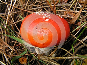 Fly-agaric in grass