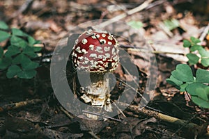 Fly agaric in the grass close up. Mushroom with a red cap with white dots. Poisonous mushroom