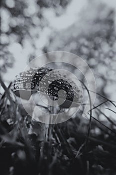 Fly agaric between grasses - soft bokeh - black and white