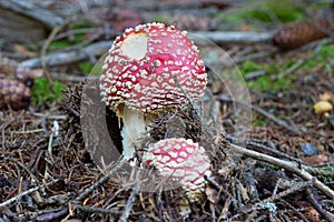 Fly agaric growing rapidly in the woods