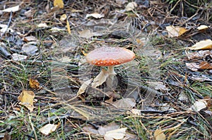 Fly Agaric in the forest