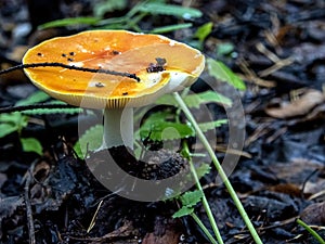 Fly agaric hat in the form of a saucer with rainwater inside