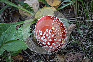 The Fly Agaric (Latin Amanita Muscaria) In The Grass Close-Up