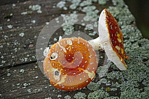 The Fly Agaric (Latin Amanita Muscaria) On The Wooden Table With Moss