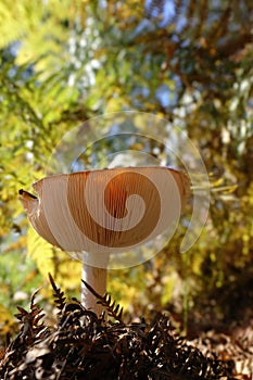 Fly agaric with light-flooded mushroom hat - view under the mushroom hat