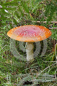 Fly Agaric Magic Mushroom fully open