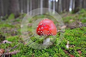 Fly-agaric magic mushroom in woods photo