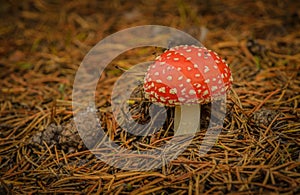 Fly agaric muchroom