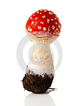 Fly agaric mushroom