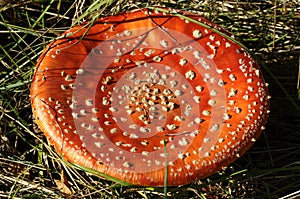 Fly Agaric mushroom