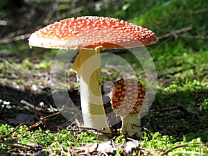 Fly agaric - mushroom photo