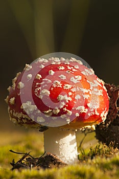 Fly agaric mushroom