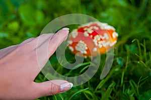 Fly agaric mushroom