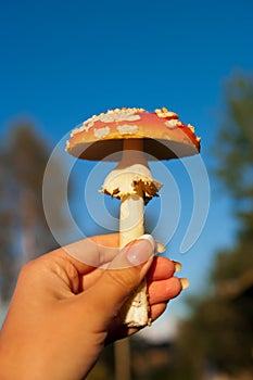 Fly agaric mushroom