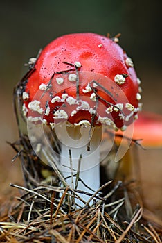 Fly agaric mushroom