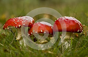 Fly Agaric Mushroom