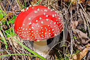 Fly agaric mushroom