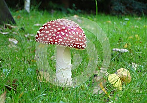 Fly Agaric Mushroom