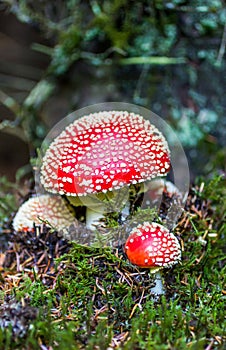 Fly Agaric Mushroom