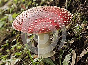 Fly agaric mushroom
