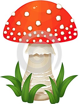 Fly agaric Mushroom