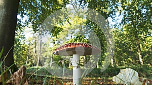 Fly agaric mushroom