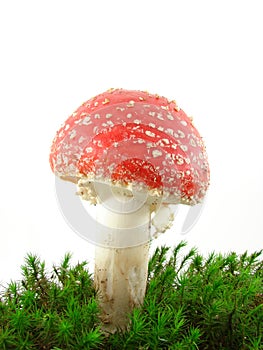 Fly agaric mushroom