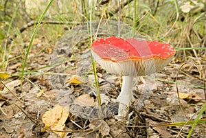 Fly-agaric mushroom