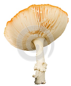 Fly-agaric mushroom