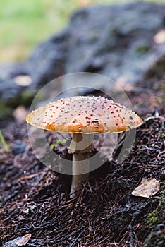 Fly agaric mushroom, Amanita muscaria