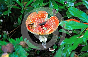 Fly agaric mushroom Amanita muscaria