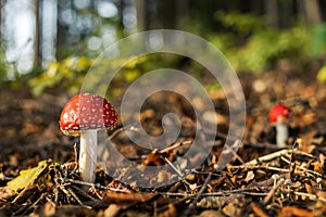 Fly Agaric mushroom - Amanita muscaria