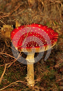 Fly Agaric mushroom (Amanita muscaria)