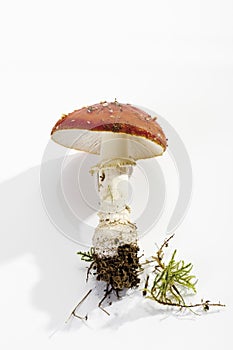 Fly agaric mushroom (Amanita muscaria)
